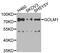 Golgi Membrane Protein 1 antibody, abx005490, Abbexa, Western Blot image 