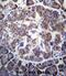 Transducin beta-like protein 2 antibody, abx027044, Abbexa, Immunohistochemistry frozen image 