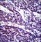 Tubulin Gamma Complex Associated Protein 5 antibody, LS-C160340, Lifespan Biosciences, Immunohistochemistry paraffin image 