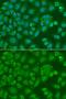 Annexin A8-like protein 1 antibody, LS-C409197, Lifespan Biosciences, Immunofluorescence image 