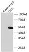 C-Terminal Src Kinase antibody, FNab02016, FineTest, Immunoprecipitation image 