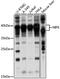 Nucleolar Protein Interacting With The FHA Domain Of MKI67 antibody, 16-125, ProSci, Western Blot image 