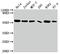 Cell Division Cycle 37 antibody, CSB-RA964136A0HU, Cusabio, Western Blot image 