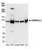 Heterogeneous Nuclear Ribonucleoprotein U Like 2 antibody, A304-619A, Bethyl Labs, Western Blot image 