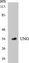 Uracil DNA Glycosylase antibody, LS-C200805, Lifespan Biosciences, Western Blot image 