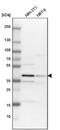 Tribbles homolog 2 antibody, NBP1-83326, Novus Biologicals, Western Blot image 
