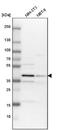 Tribbles Pseudokinase 2 antibody, NBP1-83326, Novus Biologicals, Western Blot image 