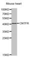 Ciliary Neurotrophic Factor Receptor antibody, PA5-76675, Invitrogen Antibodies, Western Blot image 