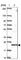 Tumor necrosis factor alpha-induced protein 8 antibody, HPA057089, Atlas Antibodies, Western Blot image 