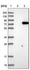 Exendin-4 antibody, NBP1-82842, Novus Biologicals, Western Blot image 