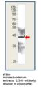 Aquaporin 10 antibody, MBS540570, MyBioSource, Western Blot image 