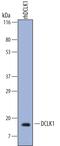 Doublecortin Like Kinase 1 antibody, AF7138, R&D Systems, Western Blot image 