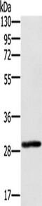 Ectodysplasin A2 Receptor antibody, TA349918, Origene, Western Blot image 