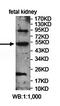 Peter Pan Homolog antibody, orb78467, Biorbyt, Western Blot image 