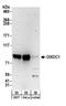 DIX Domain Containing 1 antibody, A304-119A, Bethyl Labs, Western Blot image 