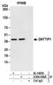 Deoxynucleotidyltransferase terminal-interacting protein 1 antibody, A304-048A, Bethyl Labs, Immunoprecipitation image 
