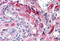 Apelin receptor antibody, MBS243688, MyBioSource, Immunohistochemistry frozen image 
