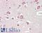 Phosphodiesterase 2A antibody, LS-B10450, Lifespan Biosciences, Immunohistochemistry paraffin image 