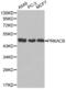 cAMP-dependent protein kinase catalytic subunit beta antibody, abx002307, Abbexa, Western Blot image 