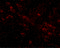 GLE1 RNA Export Mediator antibody, 4963, ProSci, Immunofluorescence image 