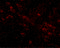 Nucleoporin GLE1 antibody, 4963, ProSci, Immunofluorescence image 