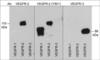 Kinase Insert Domain Receptor antibody, VP2921, ECM Biosciences, Western Blot image 