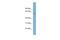 Heat Shock Transcription Factor 5 antibody, A15148, Boster Biological Technology, Western Blot image 