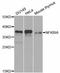 NFKB Inhibitor Alpha antibody, A11474, ABclonal Technology, Western Blot image 