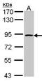 Origin Recognition Complex Subunit 3 antibody, GTX104683, GeneTex, Western Blot image 
