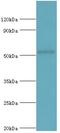 COP9 Signalosome Subunit 2 antibody, LS-C375504, Lifespan Biosciences, Western Blot image 