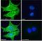 Sortilin Related Receptor 1 antibody, NB100-785, Novus Biologicals, Immunofluorescence image 