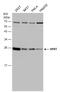 Hypoxanthine Phosphoribosyltransferase 1 antibody, GTX101148, GeneTex, Western Blot image 