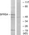 Serine And Arginine Rich Splicing Factor 4 antibody, PA5-38663, Invitrogen Antibodies, Western Blot image 