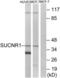 Succinate Receptor 1 antibody, LS-B6591, Lifespan Biosciences, Western Blot image 