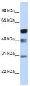 Activating enhancer-binding protein 2-beta antibody, TA334020, Origene, Western Blot image 