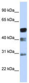 Transcription Factor AP-2 Beta antibody, TA334020, Origene, Western Blot image 