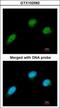 C-Terminal Binding Protein 2 antibody, GTX102582, GeneTex, Immunocytochemistry image 