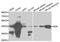 Adenosine Deaminase antibody, MBS126329, MyBioSource, Western Blot image 