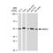 Histone Deacetylase 3 antibody, GTX00834, GeneTex, Western Blot image 