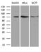 Decapping MRNA 1B antibody, LS-C792284, Lifespan Biosciences, Western Blot image 