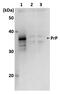 PRP antibody, GTX00856, GeneTex, Western Blot image 