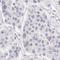 Inter-Alpha-Trypsin Inhibitor Heavy Chain Family Member 6 antibody, HPA000506, Atlas Antibodies, Immunohistochemistry frozen image 