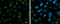 RETII antibody, GTX633810, GeneTex, Immunofluorescence image 