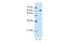 Glucocorticoid Modulatory Element Binding Protein 2 antibody, PA5-41540, Invitrogen Antibodies, Western Blot image 