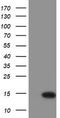 Migration And Invasion Enhancer 1 antibody, LS-C173862, Lifespan Biosciences, Western Blot image 