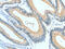 Asialoglycoprotein Receptor 1 antibody, CSB-PA186229, Cusabio, Immunohistochemistry paraffin image 