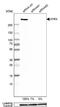 Transcriptional regulator ATRX antibody, NBP1-83077, Novus Biologicals, Western Blot image 