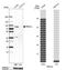 Protein Kinase C Alpha antibody, NBP1-87269, Novus Biologicals, Western Blot image 