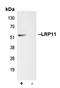 LDL Receptor Related Protein 11 antibody, LS-C353591, Lifespan Biosciences, Immunoprecipitation image 