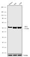 Interferon Regulatory Factor 4 antibody, 711295, Invitrogen Antibodies, Western Blot image 